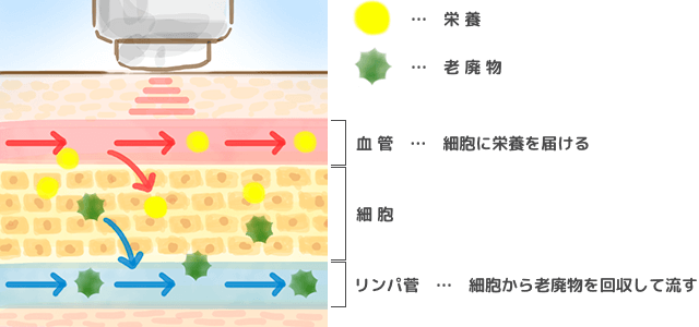 リンパマッサージで老廃物を流す解説図